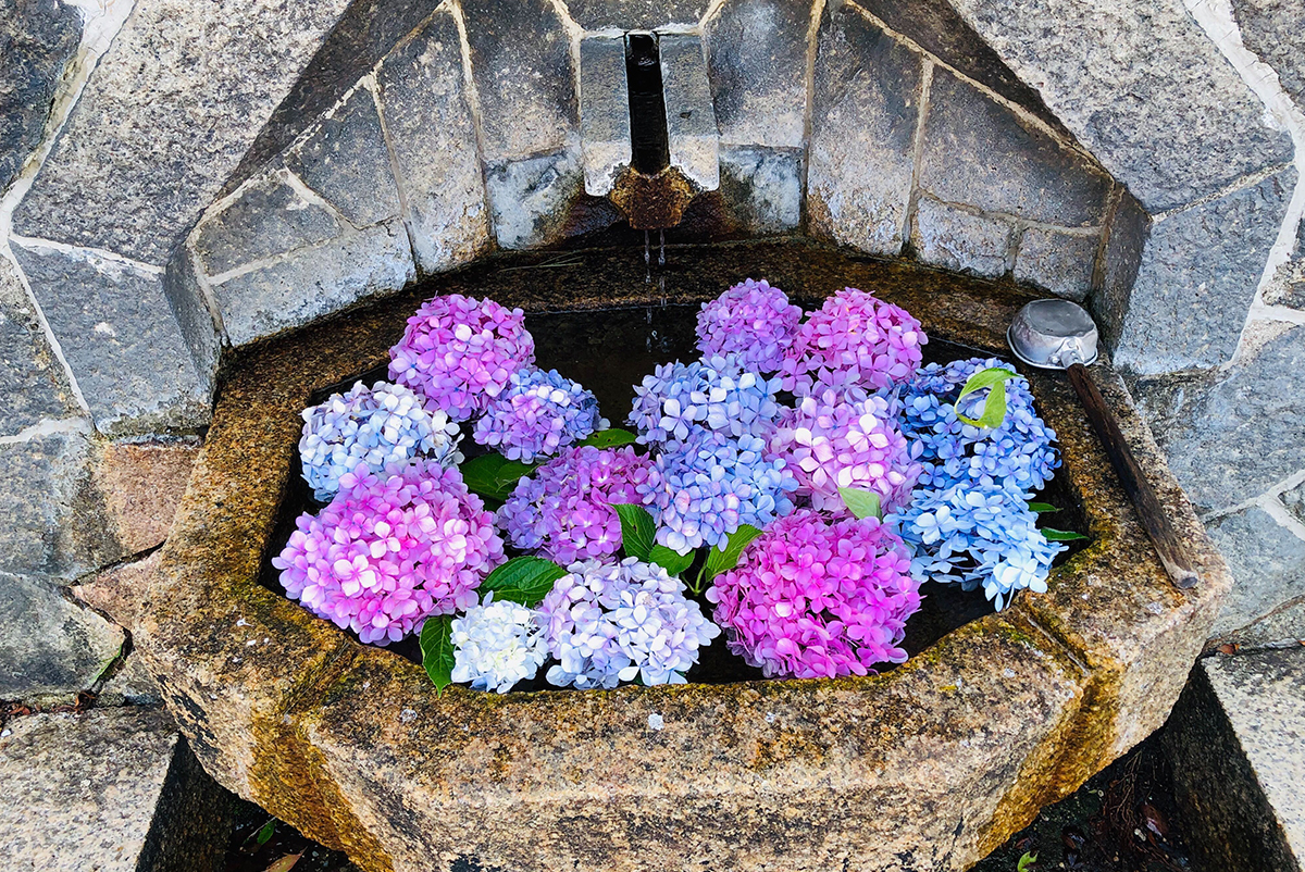 6月の花手水
