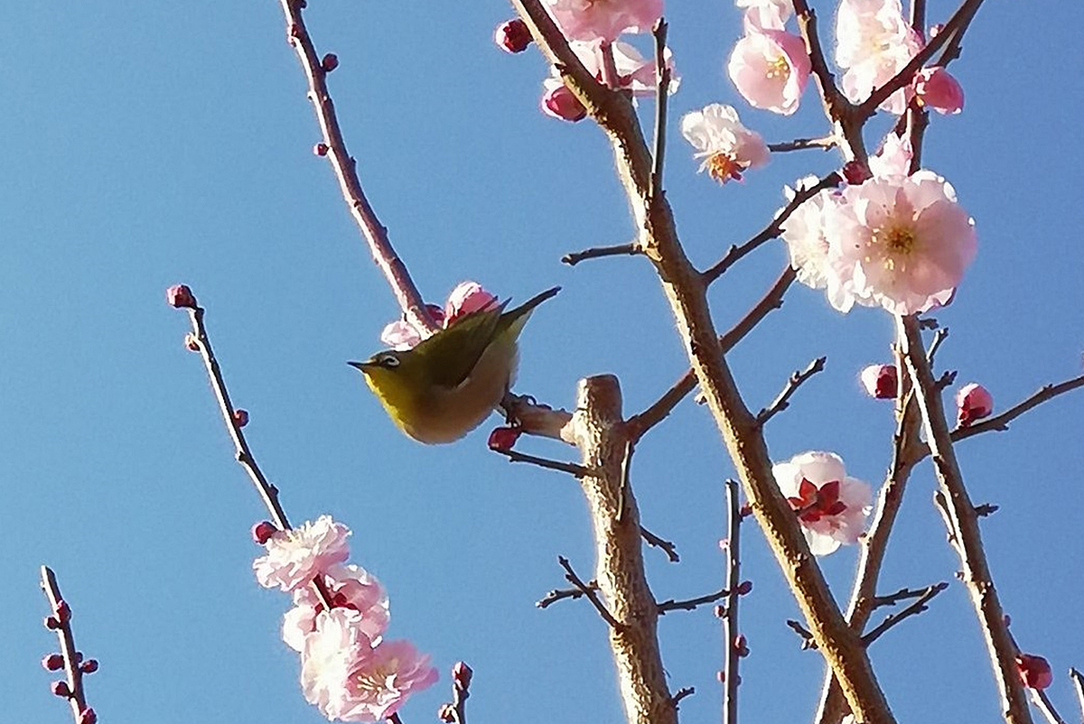梅を楽しむ