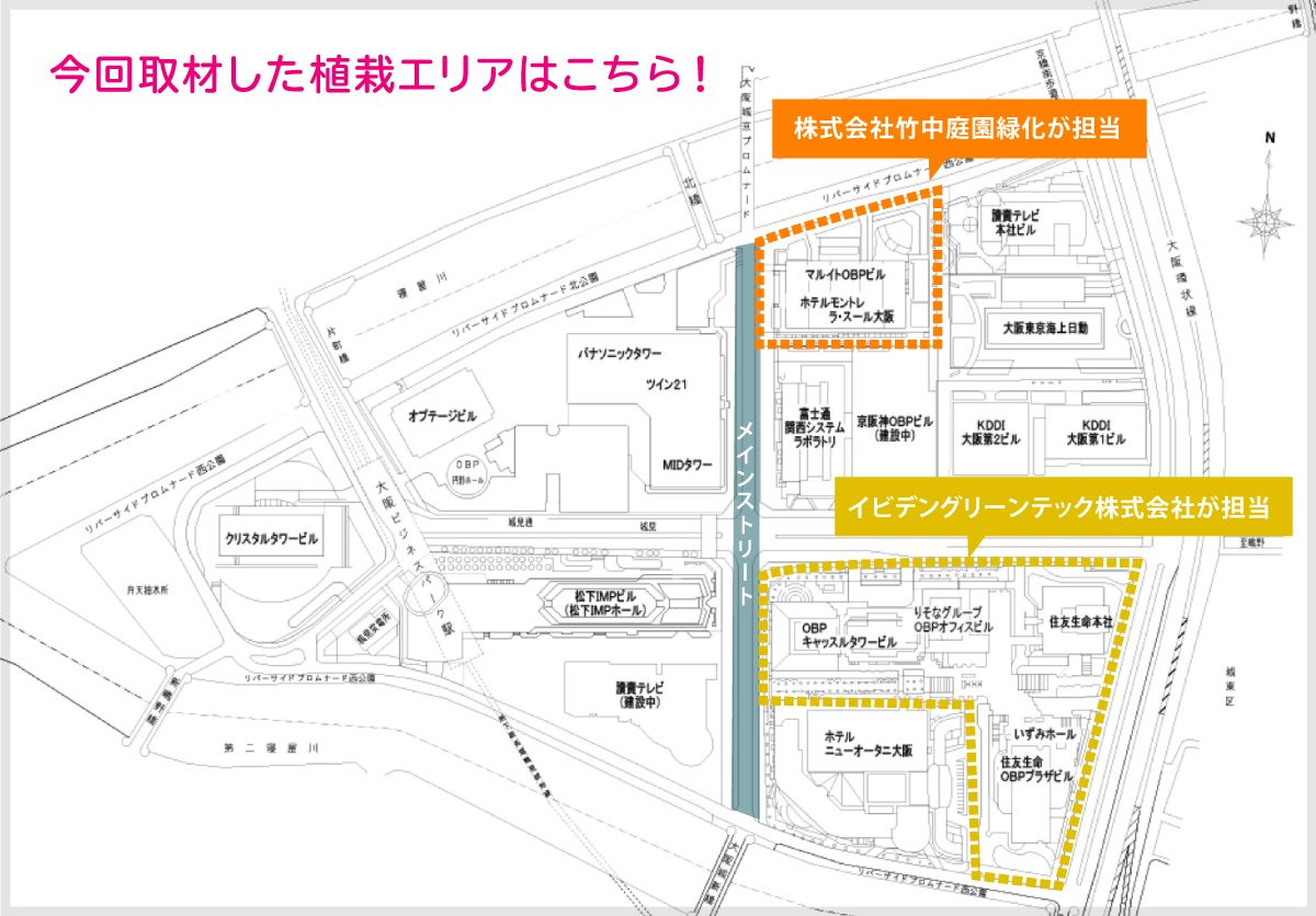 欅をメインとしたOBPの緑化