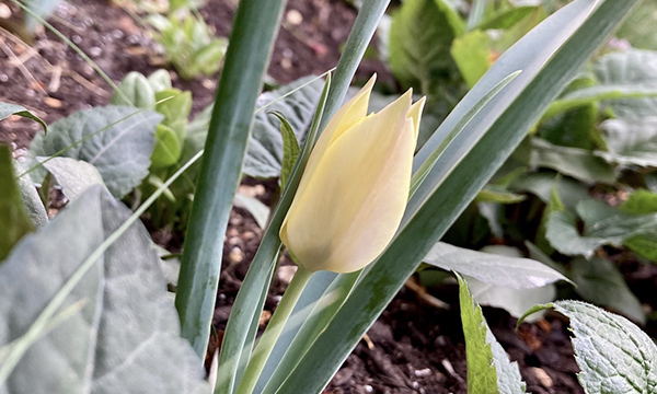 原種チューリップ ‘ホンキートンク‘ Tulipa ‘Honky Tonk’