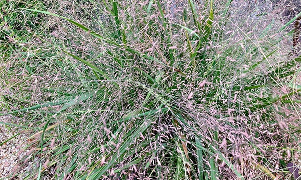 エラグロスティス ‘スペクタビリス’ Eragrostis spectabilis